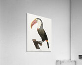 Toucan Acrylic Print