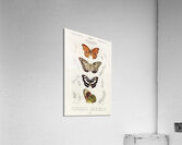 Collection of butterflies Acrylic Print