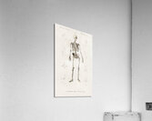 Collection of butterflies Acrylic Print