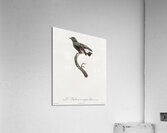 Swallow-winged puffbird  Acrylic Print