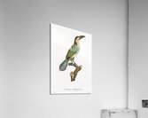 Black-necked Aracari female  Acrylic Print