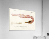 Aulostoma maculatum Acrylic Print