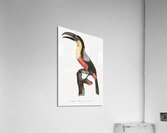 Green-billed toucan  Acrylic Print
