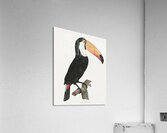 Toco toucan Acrylic Print
