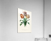 Didier&39s tulip Tulipa gesneriana Acrylic Print