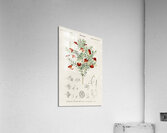 Red leschenaultia Lechenaultia formosa Acrylic Print