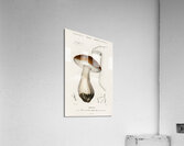 Penny bun Boletus edulis Acrylic Print