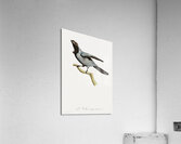 Pterosaur Pterodactylus Acrylic Print