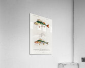 Perca fluviatilis and Gymnocephalus Acrylic Print