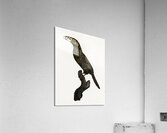 Black-necked Aracari male  Acrylic Print