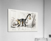 White-headed capuchin Cebus Hypoleucus Acrylic Print