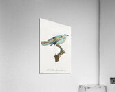 Abyssinian roller female Acrylic Print