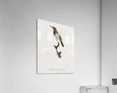 Green-tailed Jacamarfemale Acrylic Print