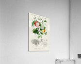 Green-tailed Jacamarfemale Acrylic Print