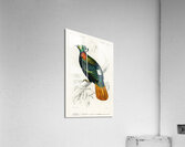 Himalayan monal Lophophorus refulgens Acrylic Print