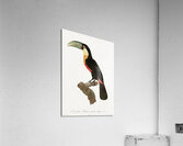 Red-billed Toucan Acrylic Print