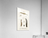 Different types of millipeds Acrylic Print