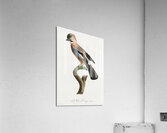 Eurasian Jay  Acrylic Print