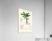 Eurasian Jay  Acrylic Print