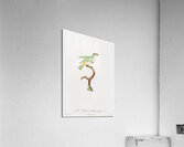 Red-belt barbet  Acrylic Print