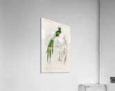 Pavonine quetzal Pharomachrus pavoninus Acrylic Print