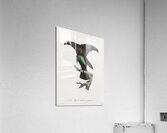 Superb bird of paradise  Acrylic Print