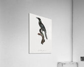 Manucode Male  Acrylic Print