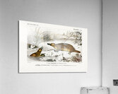 Platypus Ornithorhynchus Paradoxus Acrylic Print