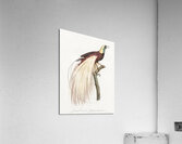 Emperor bird-of-paradise male  Acrylic Print