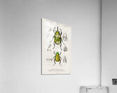 Chrysina Macropus Chrysophora Macropa and Eastern Hecules Beetle Scarabaeus Hyllus Acrylic Print