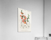 Maule&39s quince Cydonia japonica Acrylic Print