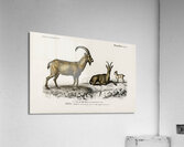 Wild goat Capra Agagrus Acrylic Print