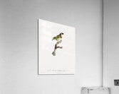 Coppersmith barbet  Acrylic Print