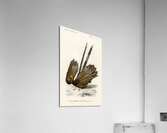 Great argus Phasianus argus Impression acrylique