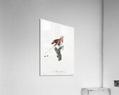 King bird of paradise male  Acrylic Print