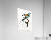 Magnificent bird of paradise female  Acrylic Print