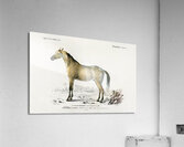 Horse Equus ferus caballus Acrylic Print