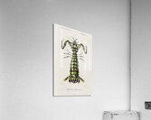 Giant mantis shrimp Squilla Maculata Acrylic Print