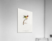 Giant mantis shrimp Squilla Maculata Acrylic Print