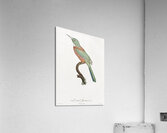 Great Jacamar Acrylic Print