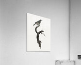 Barbet male  Acrylic Print