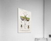 Blue Jay  Acrylic Print