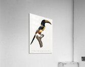 Old red belt aracari  Acrylic Print
