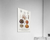 Different types of sea urcnhins Acrylic Print