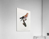 Great violet roller  Acrylic Print