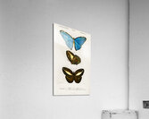 Different types of butterfly Acrylic Print