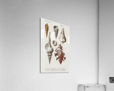 Different types of mollusks Acrylic Print