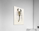 The Emperor Scorpion Buthus Afer Acrylic Print