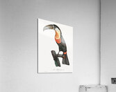 Green-billed toucan  Acrylic Print