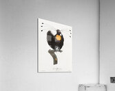 Western parotia  Acrylic Print